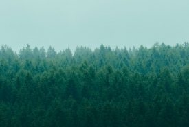 Eigenschaften von Holz